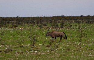 620 Namibia Okt 2006 Etosha-Nationalpark.JPG
